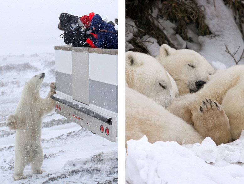 Polar bears